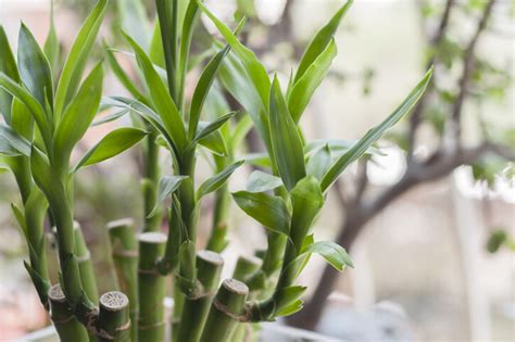 招財樹有哪些|風水植物｜不只富貴竹！7款招財/招桃花植物推介+不 